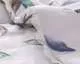 Одеяло Филлида
