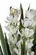 Растение искусственное Орхидея CYMBIDIUM белая в горшке